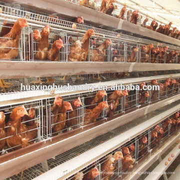 Full equipped automatic cage for laying hen used